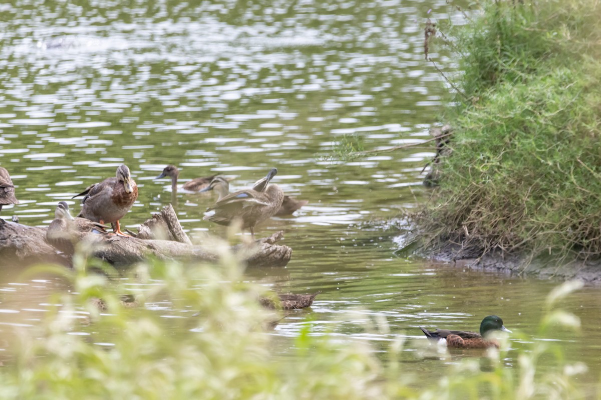 stripeand x stokkand (hybrid) - ML644792505