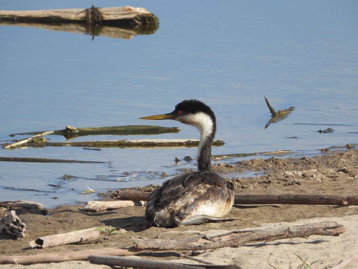 potápka západní - ML644792512