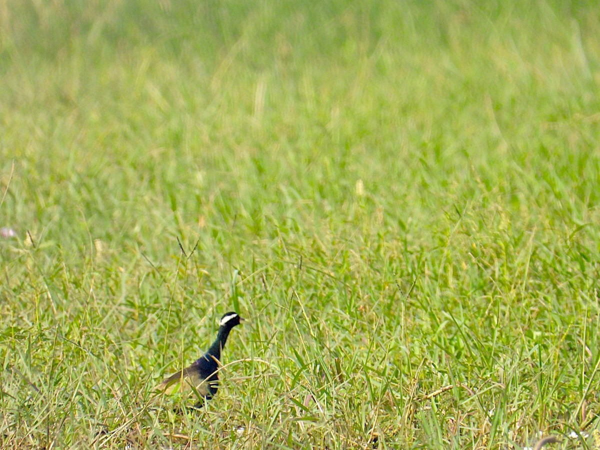 Bronze-winged Jacana - ML644792527