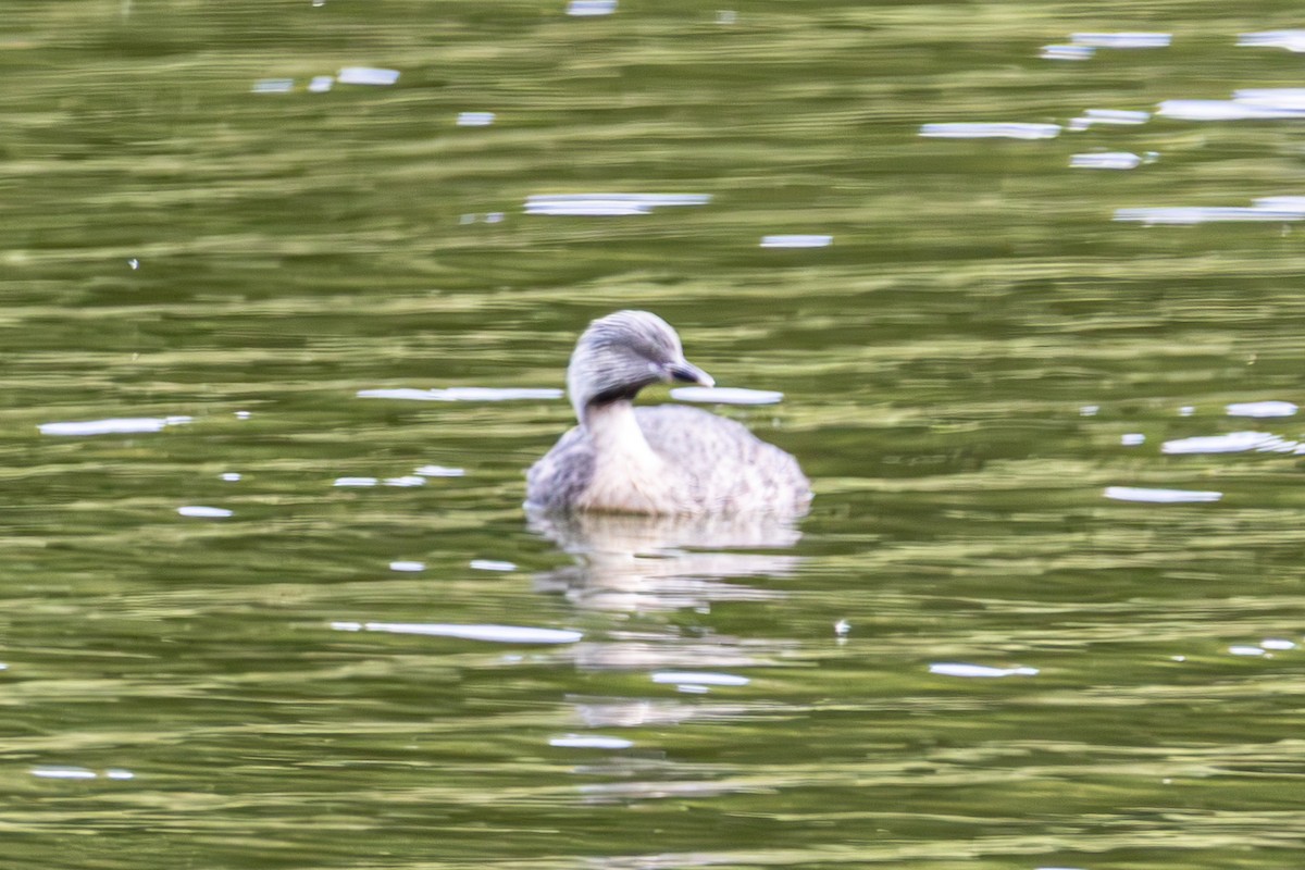 Grèbe argenté - ML644792528