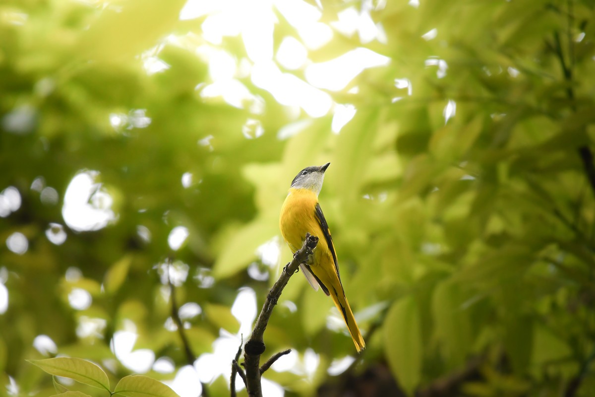 Gray-chinned Minivet - ML644792530