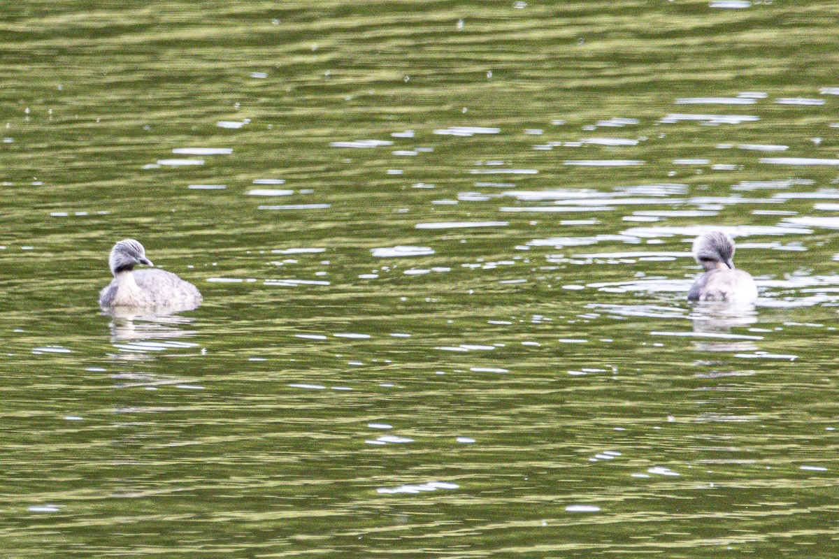 Grèbe argenté - ML644792540