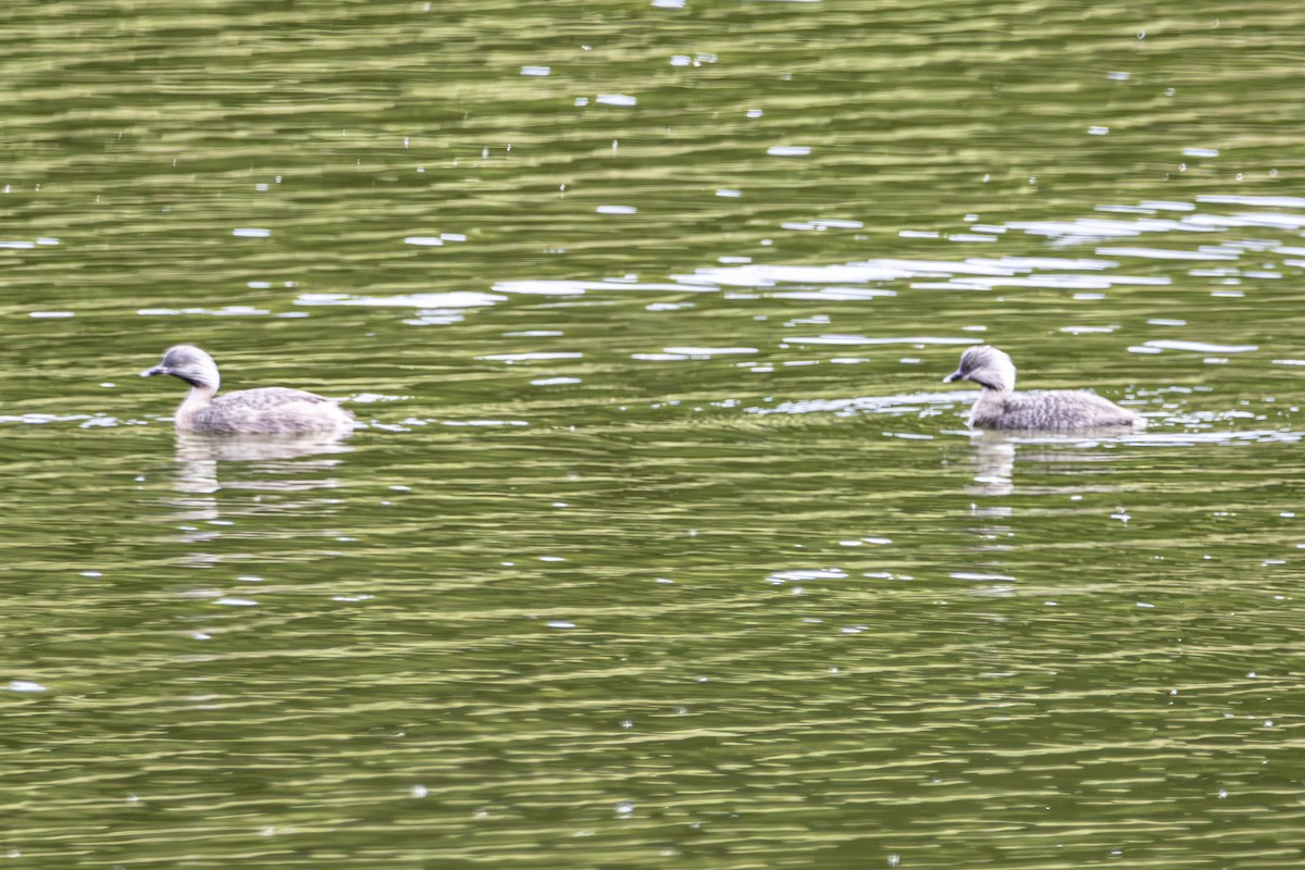 Grèbe argenté - ML644792542