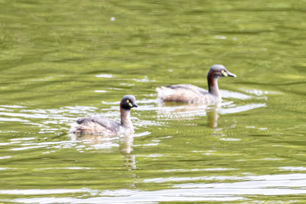 Australasian Grebe - ML644792556
