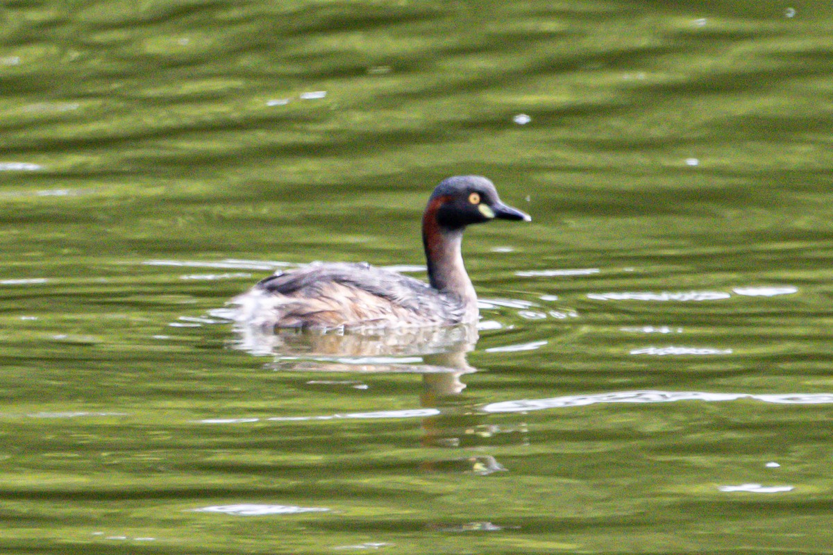 Australasian Grebe - ML644792558