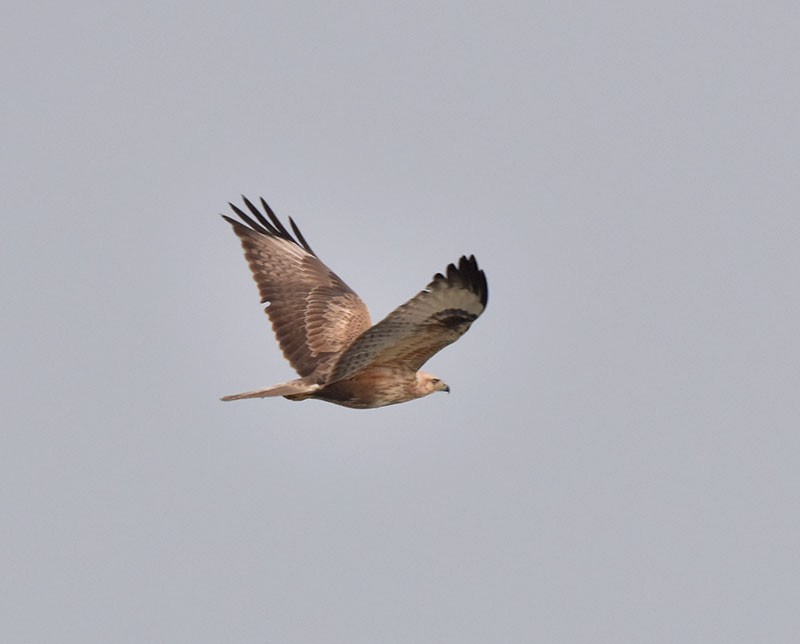 Long-legged Buzzard - ML644792559