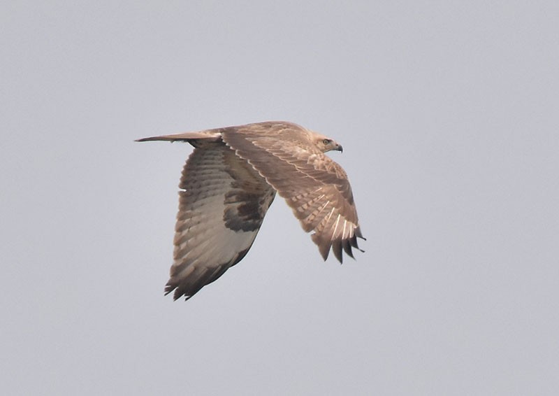Long-legged Buzzard - ML644792560