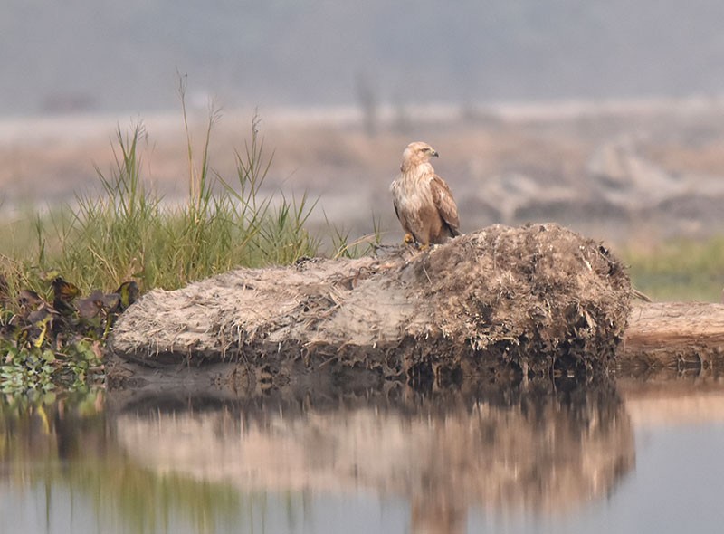 Long-legged Buzzard - ML644792561