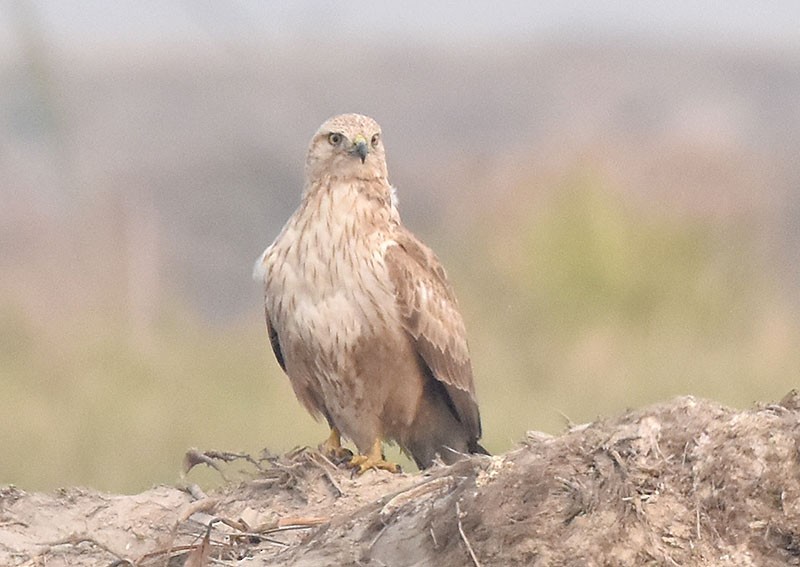 Long-legged Buzzard - ML644792562