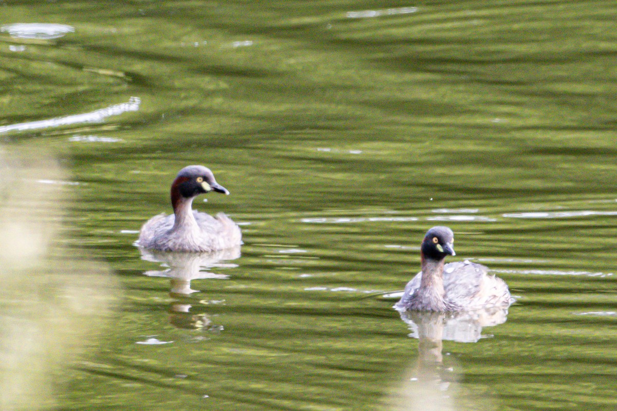 Australasian Grebe - ML644792566