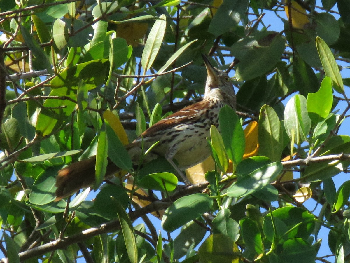 Kahverengi Çöpçü - ML644792575