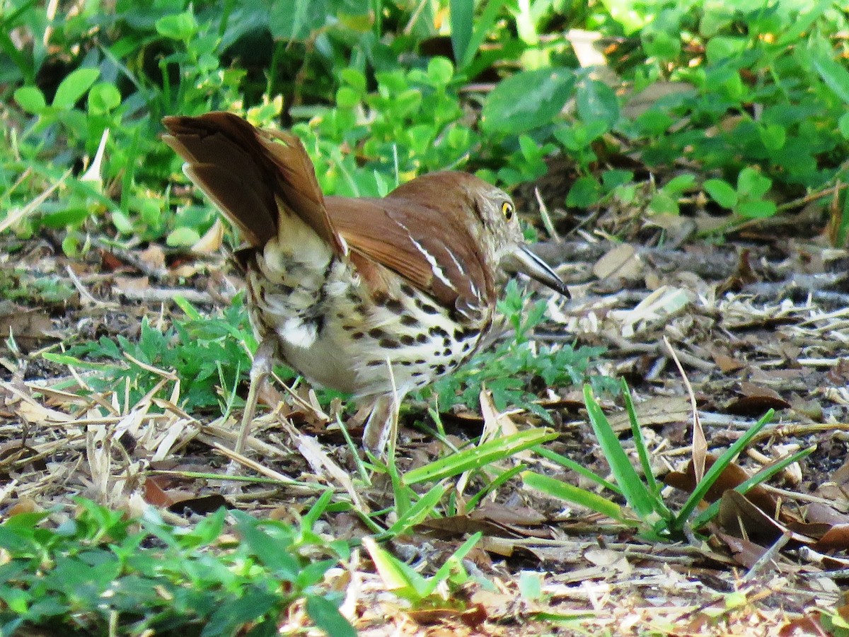 Kahverengi Çöpçü - ML644792576