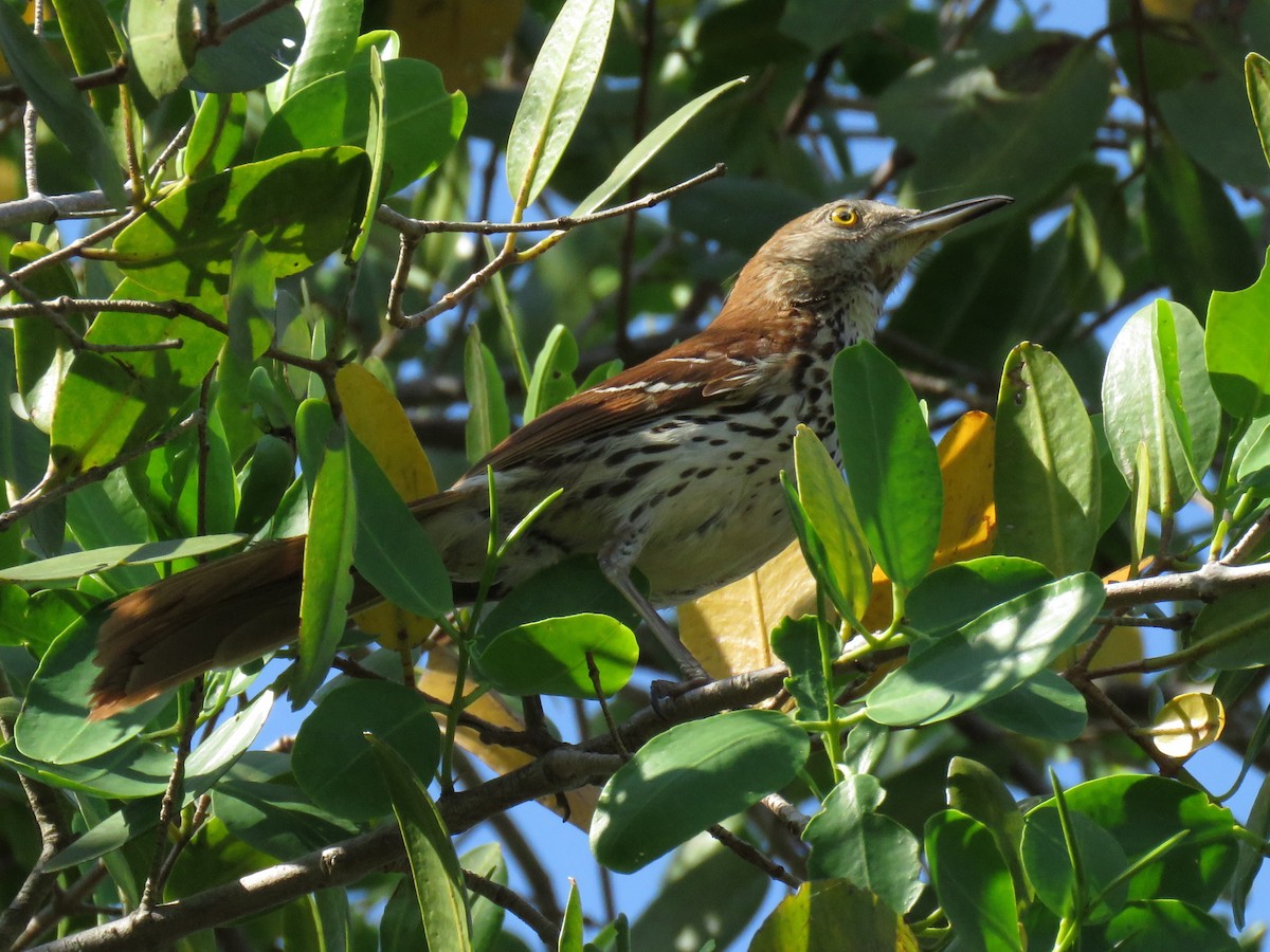 Kahverengi Çöpçü - ML644792577