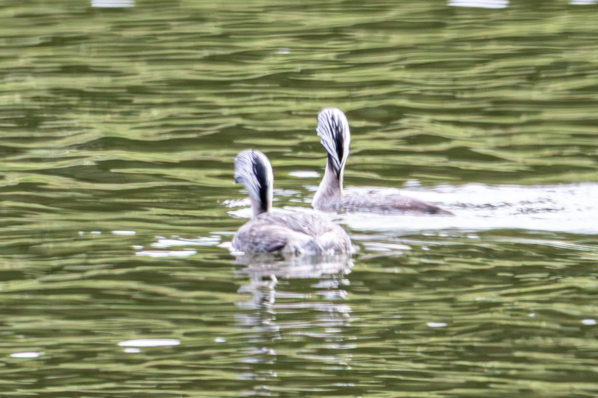 Grèbe argenté - ML644792578