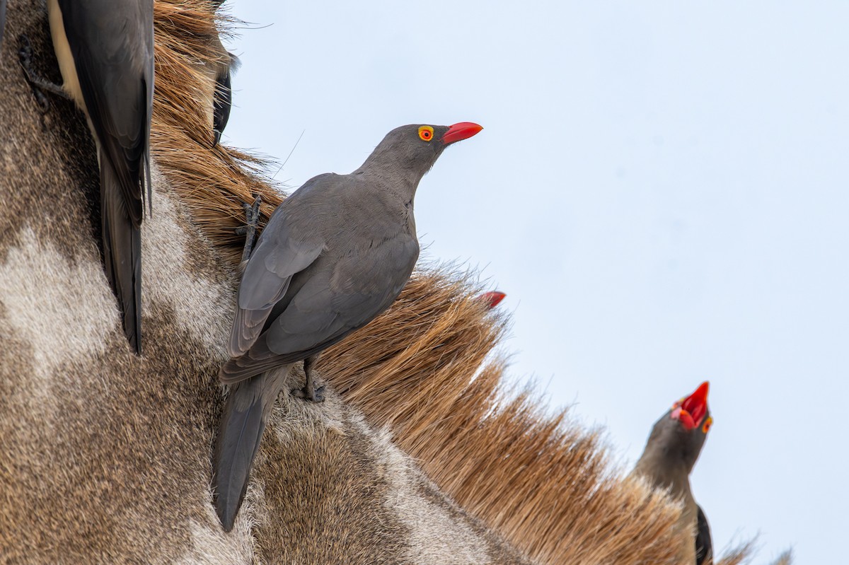 rødnebboksehakker - ML644792588