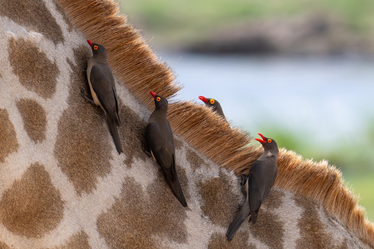 rødnebboksehakker - ML644792589