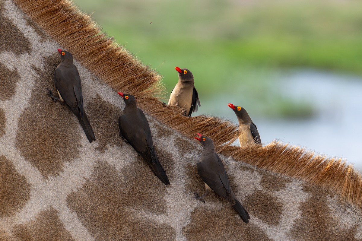 rødnebboksehakker - ML644792590