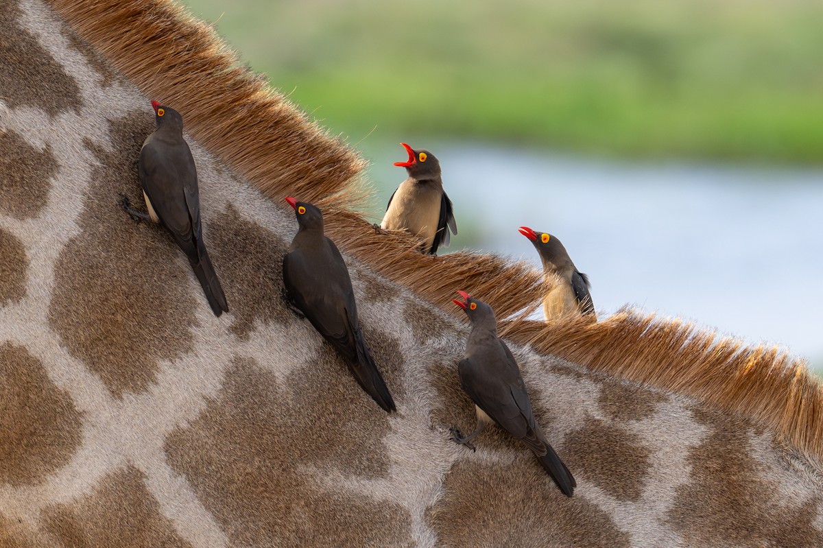 rødnebboksehakker - ML644792591