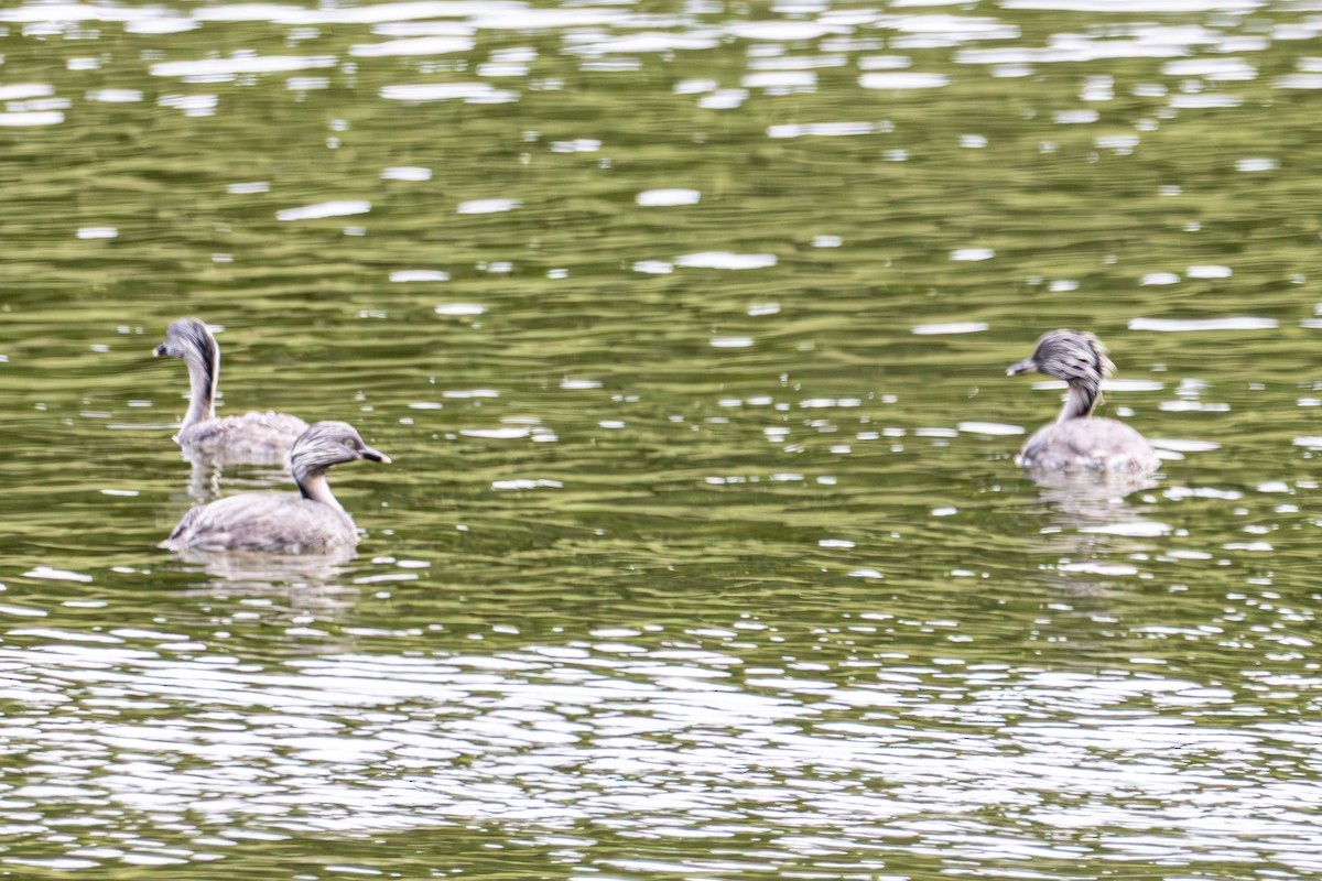 Grèbe argenté - ML644792592