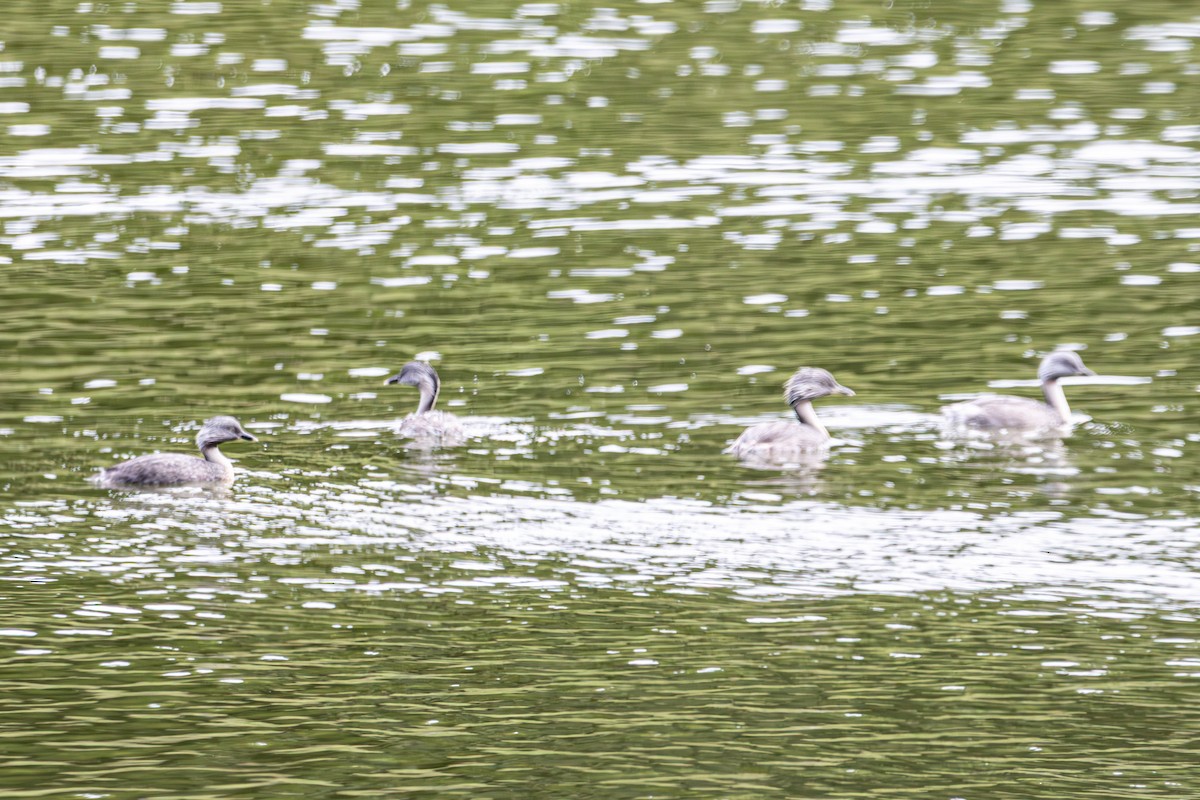 Grèbe argenté - ML644792597