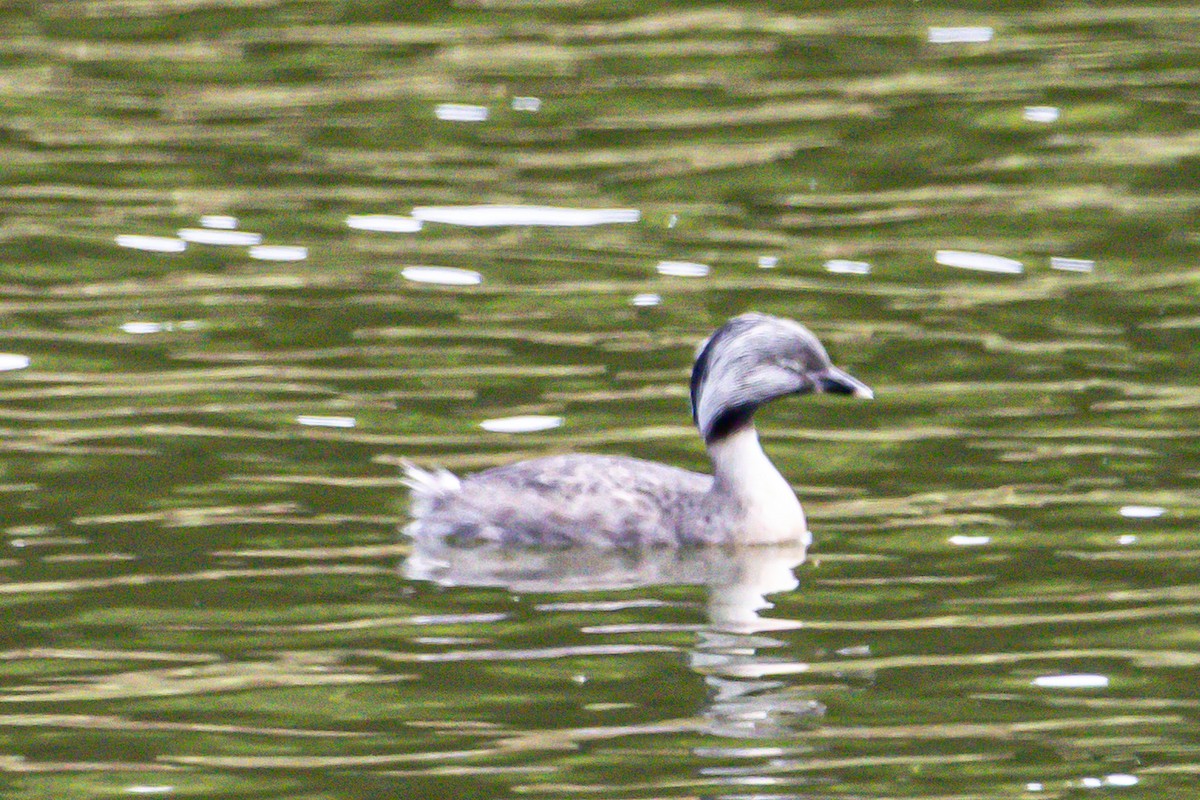 Grèbe argenté - ML644792605