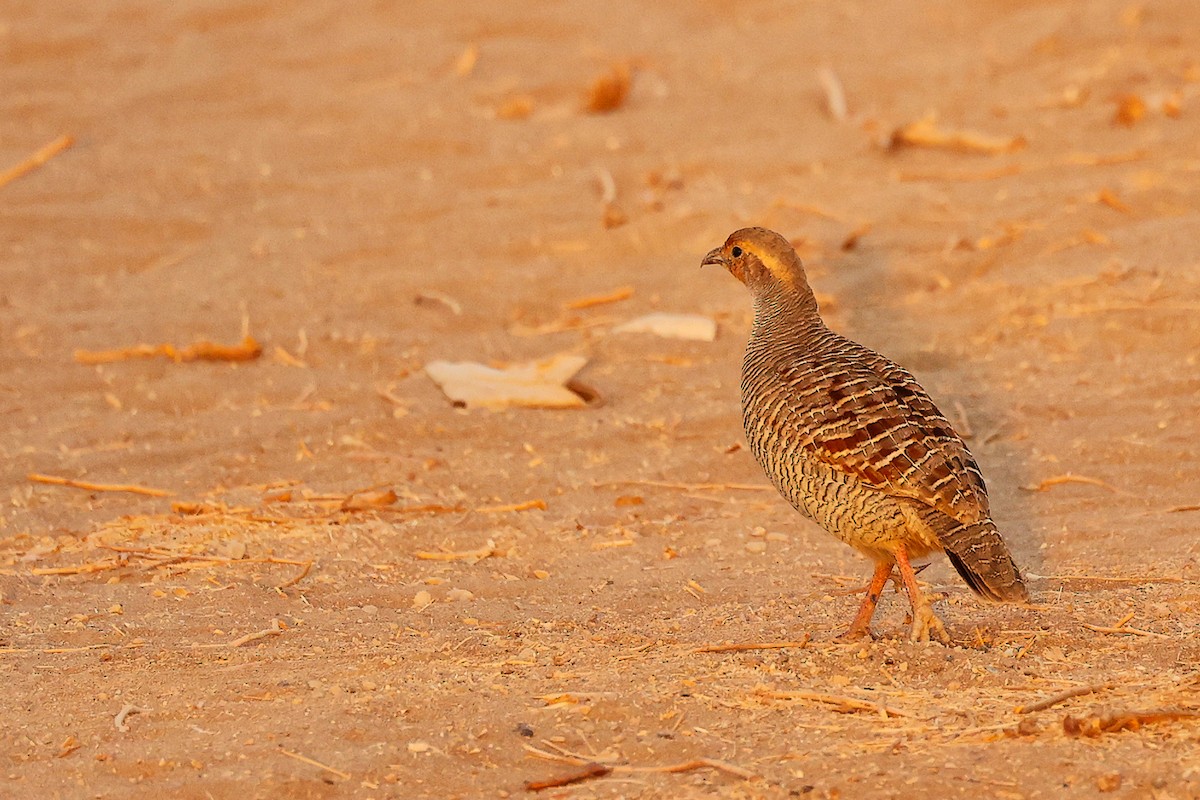 シマシャコ - ML644792616