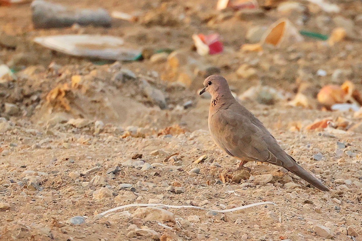 ワライバト - ML644792626