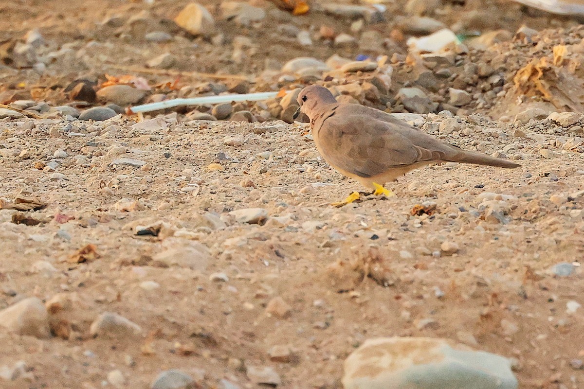 ワライバト - ML644792628