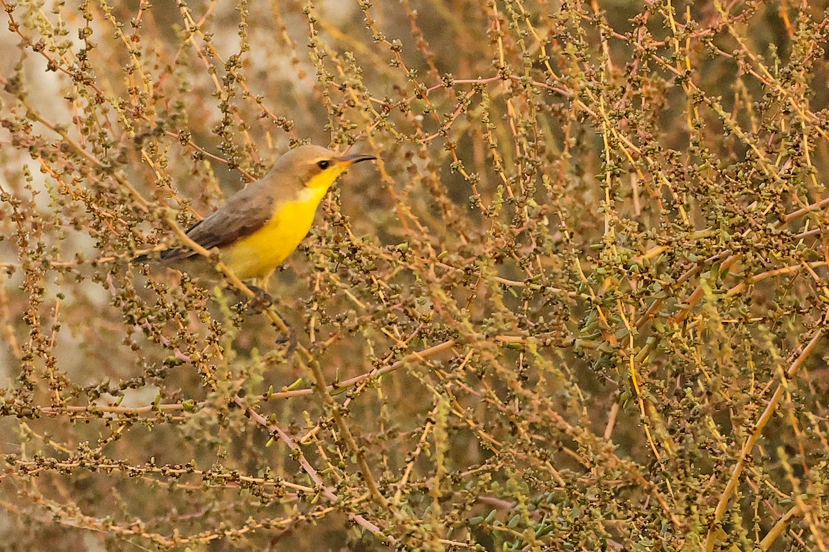 ムラサキタイヨウチョウ - ML644792631