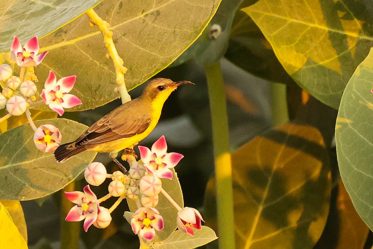 ムラサキタイヨウチョウ - ML644792632