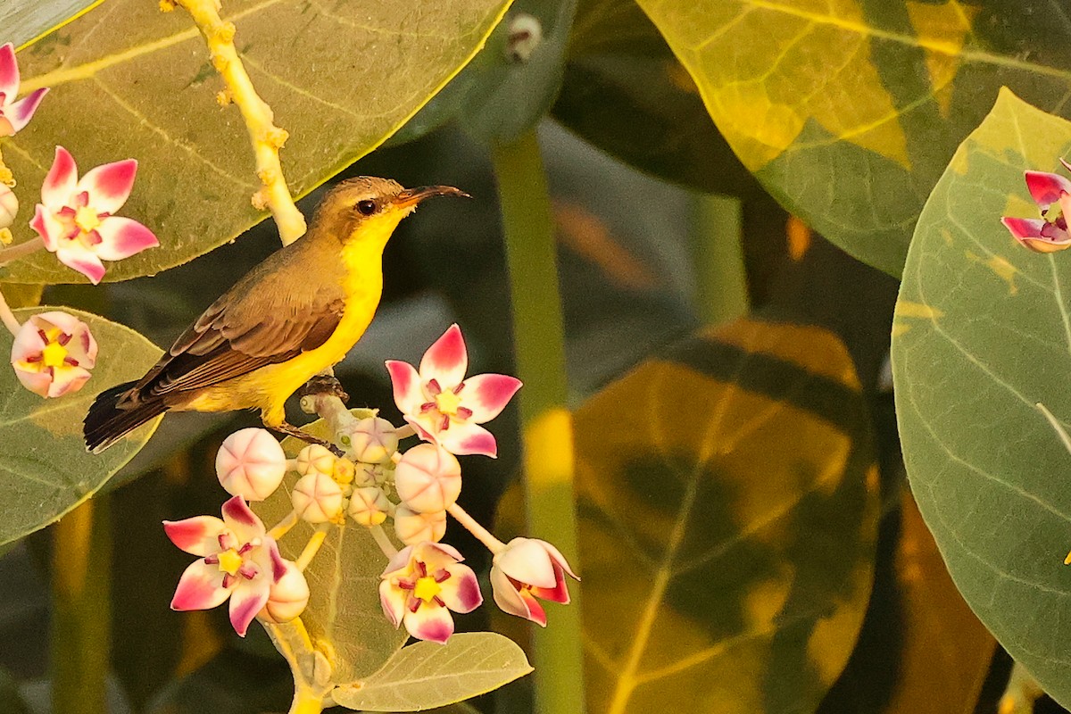 ムラサキタイヨウチョウ - ML644792633