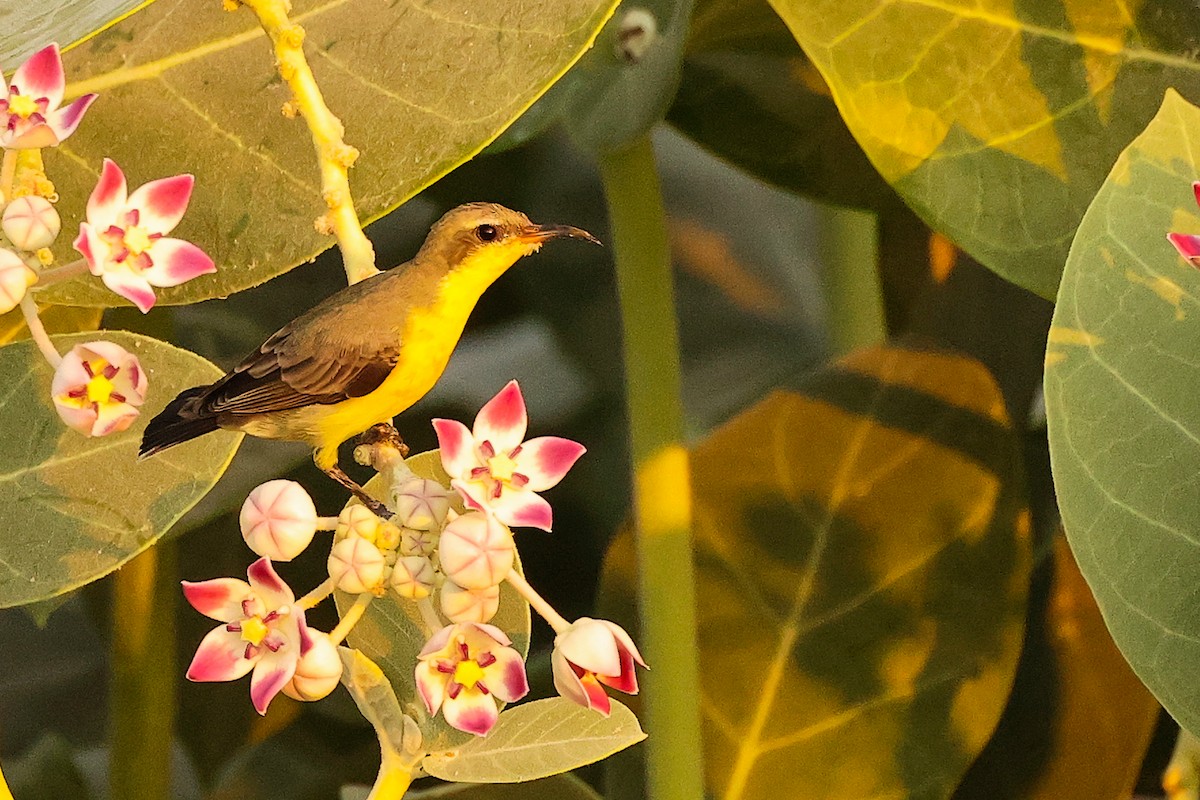 ムラサキタイヨウチョウ - ML644792635