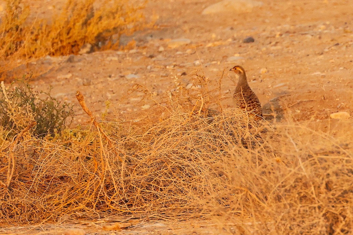 シマシャコ - ML644792637