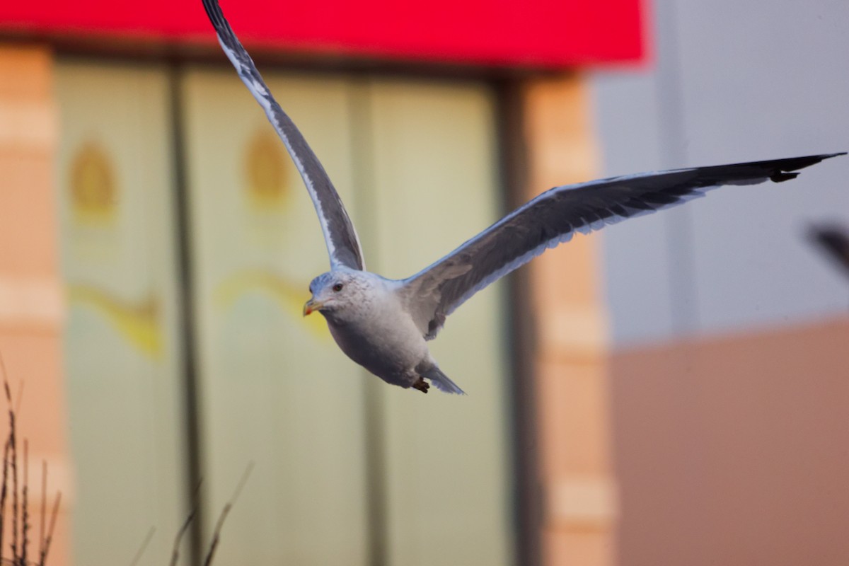 ニシセグロカモメ - ML644792644