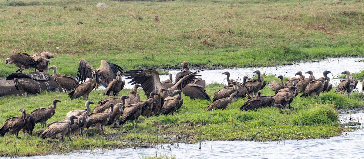 Ak Sırtlı Akbaba - ML644792647