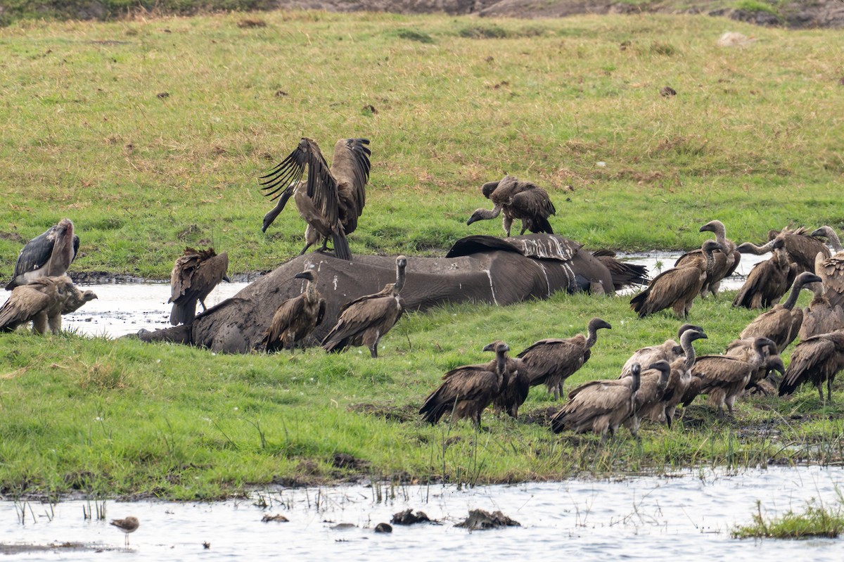 Ak Sırtlı Akbaba - ML644792648