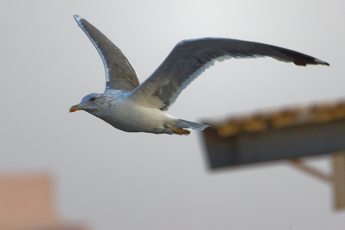 ニシセグロカモメ - ML644792650