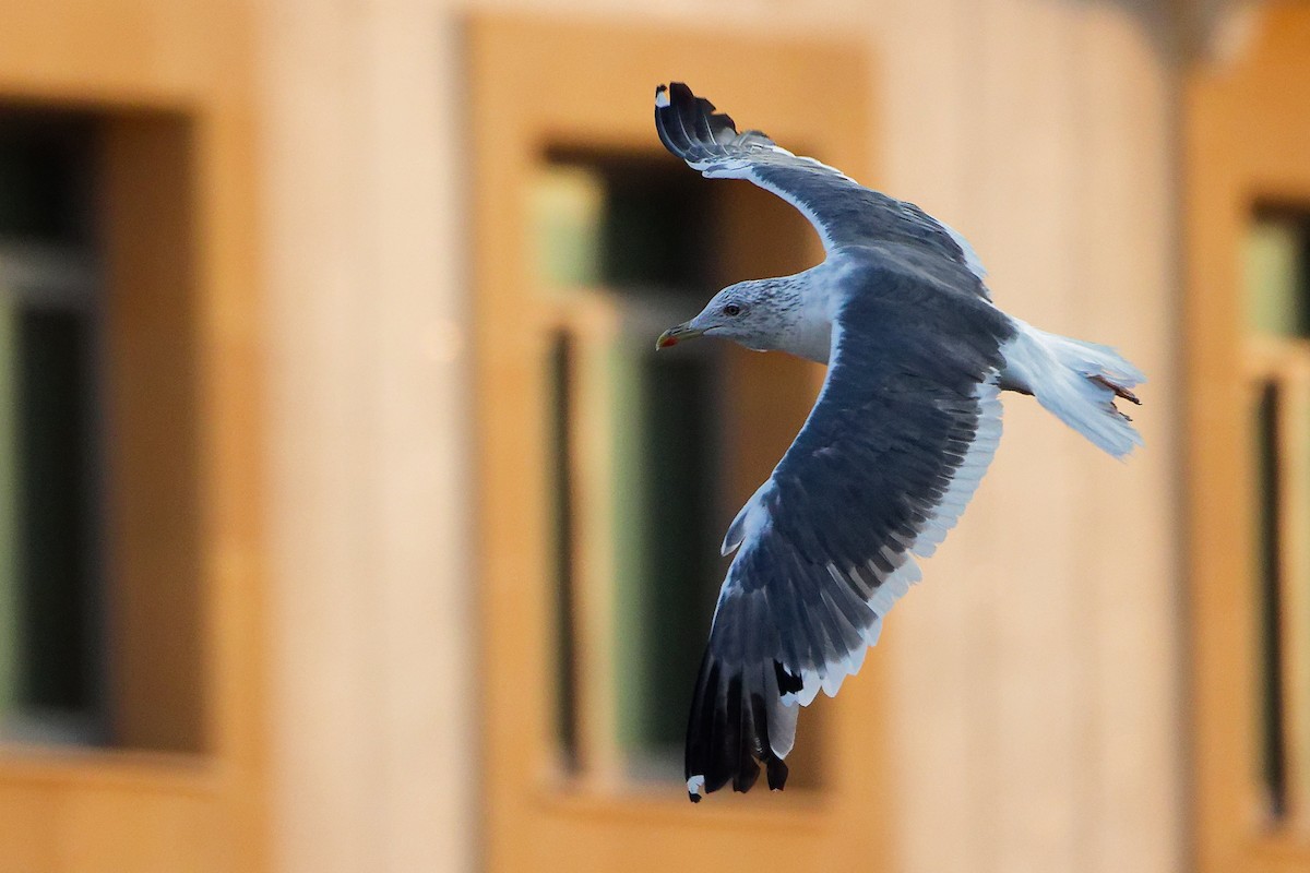 ニシセグロカモメ - ML644792651