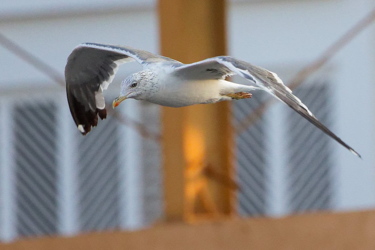 ニシセグロカモメ - ML644792652