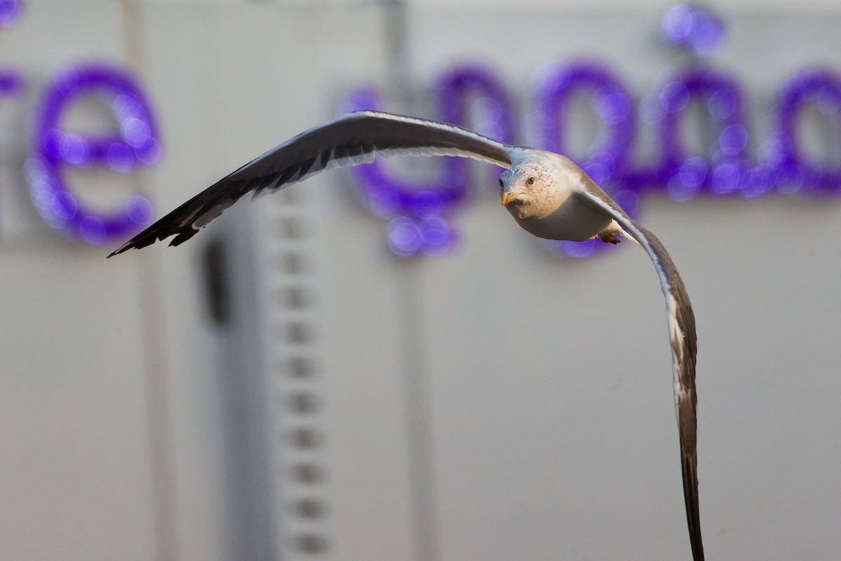 ニシセグロカモメ - ML644792653