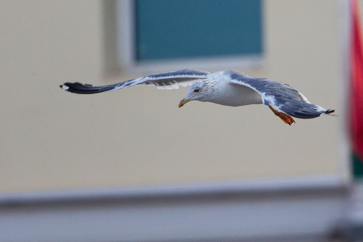 ニシセグロカモメ - ML644792654