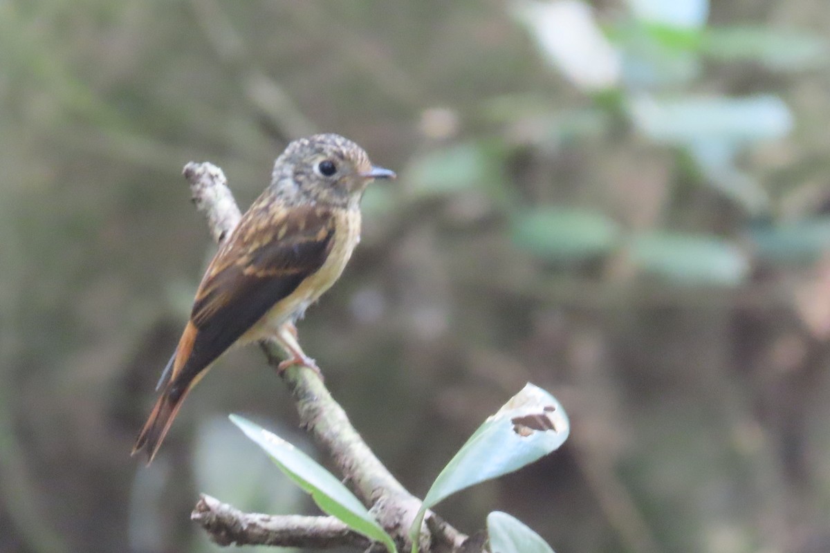 Ferruginous Flycatcher - ML644792655