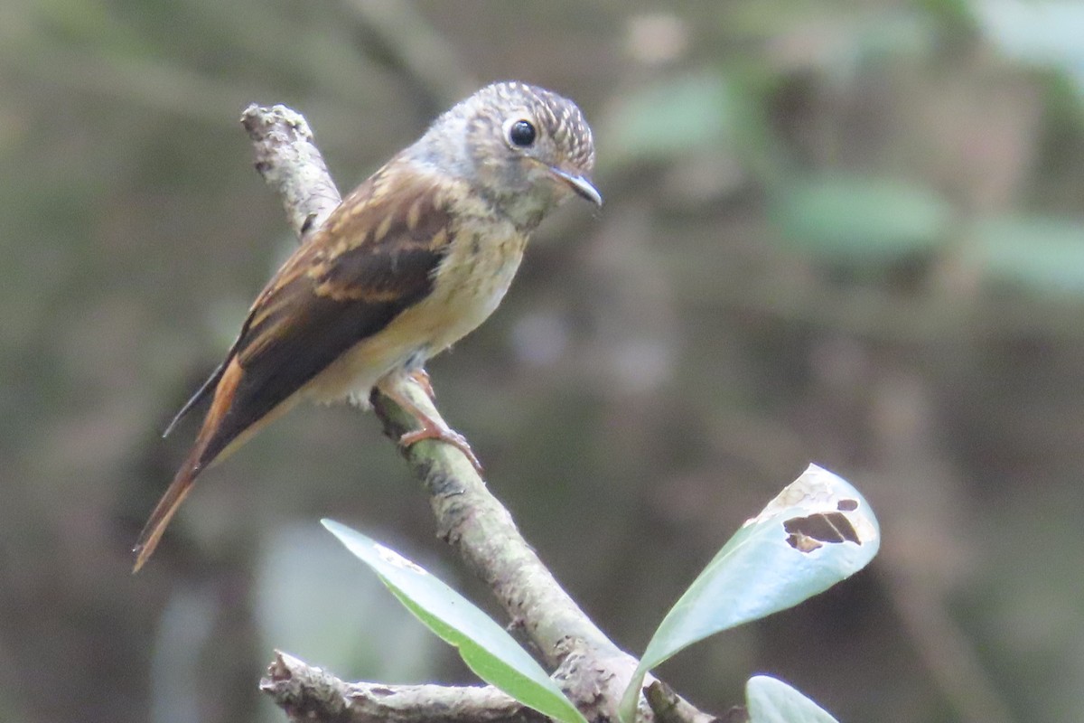 Ferruginous Flycatcher - ML644792656
