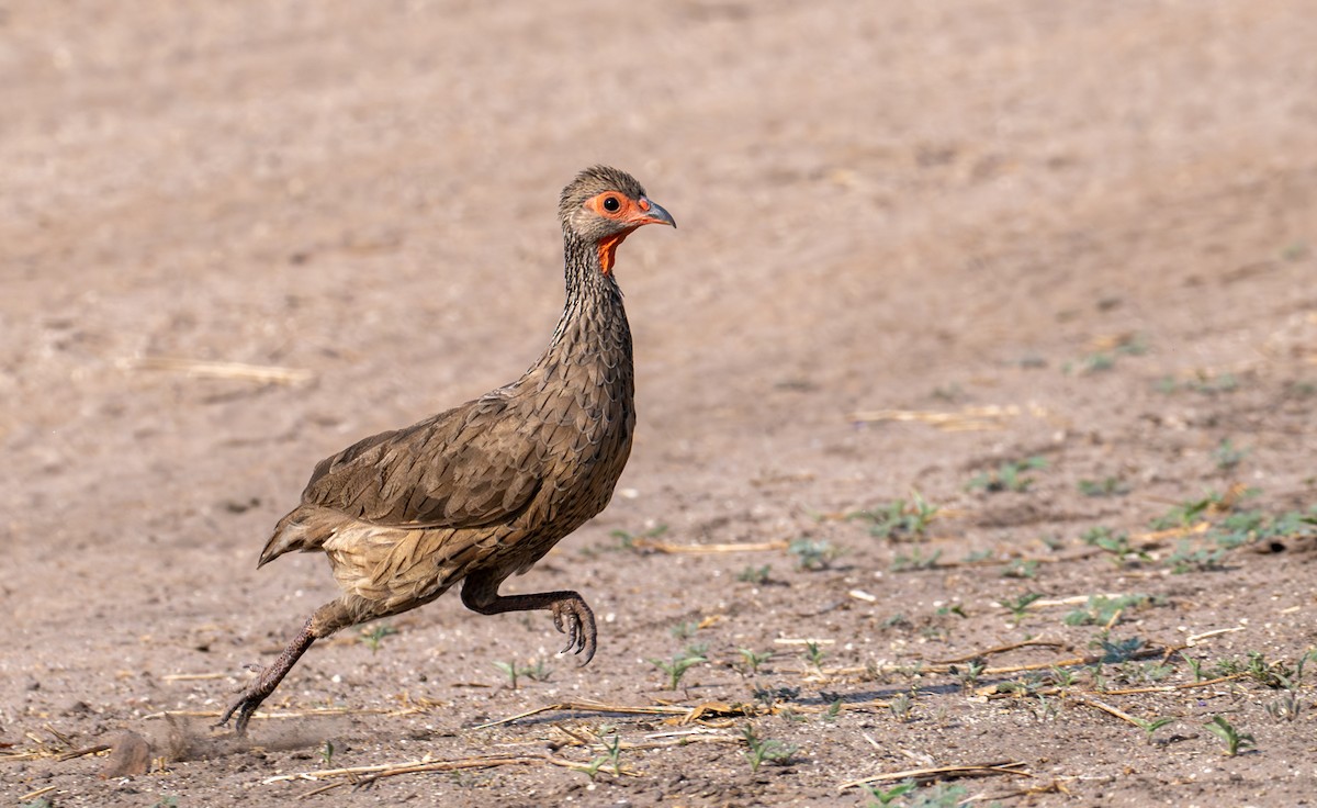 クロアシアカノドシャコ - ML644792657