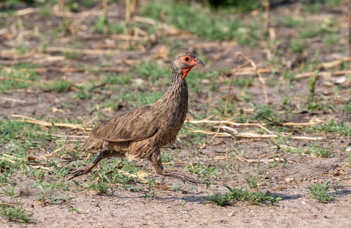 クロアシアカノドシャコ - ML644792658