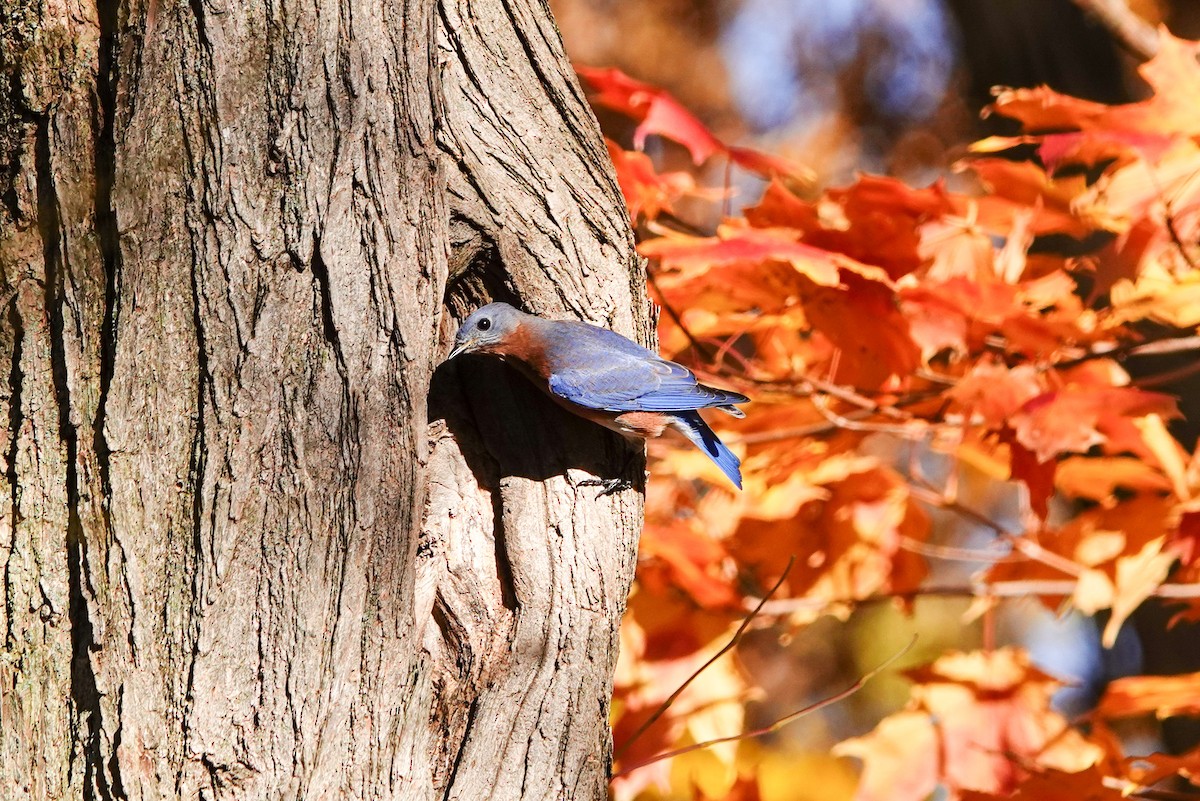 Eastern Bluebird - ML644792660