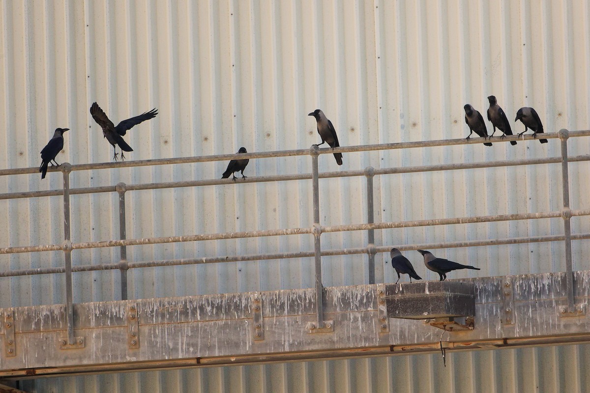 イエガラス - ML644792663