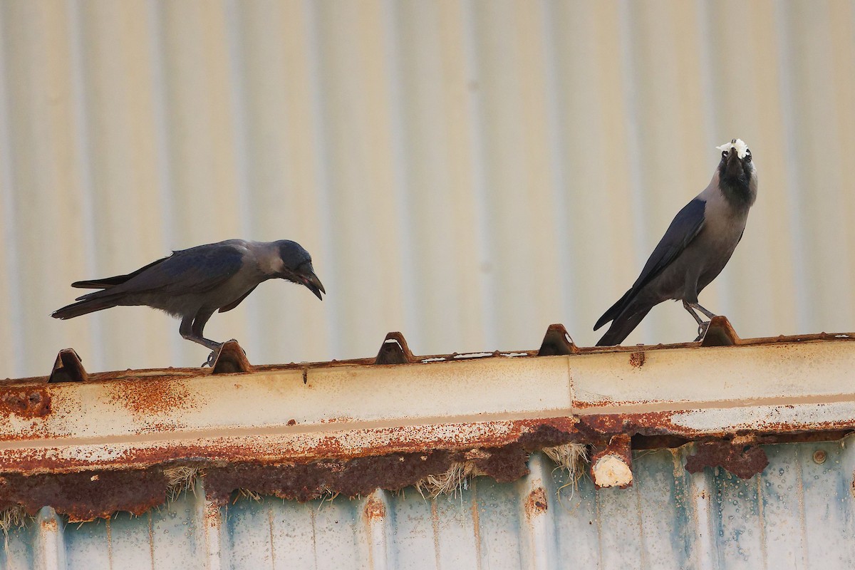 イエガラス - ML644792665