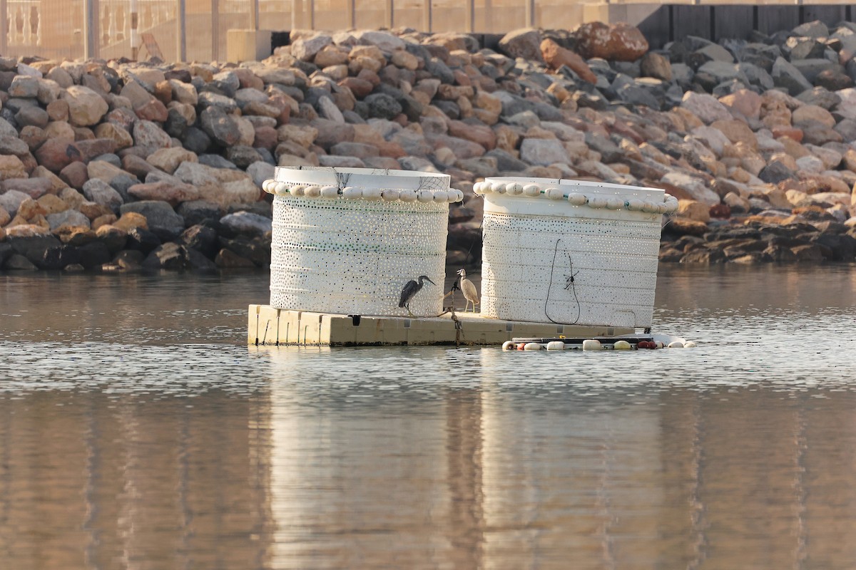 イエガラス - ML644792666