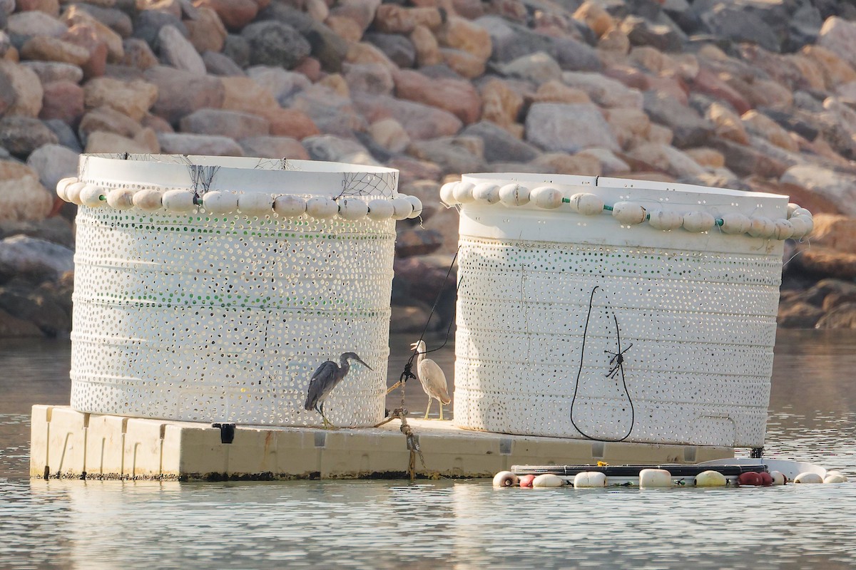 アフリカクロサギ - ML644792670